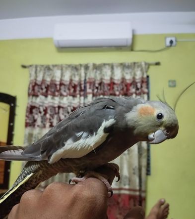 Full tame cockatel for sale in Naogaon, Rajshahi Division