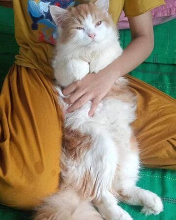 Persian male/ female for sale in Cumilla, Chattogram Division