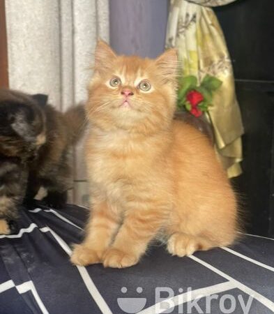 Pure Persian Kitten Cat long Coat four sale in Shapla Chottor, Rangpur