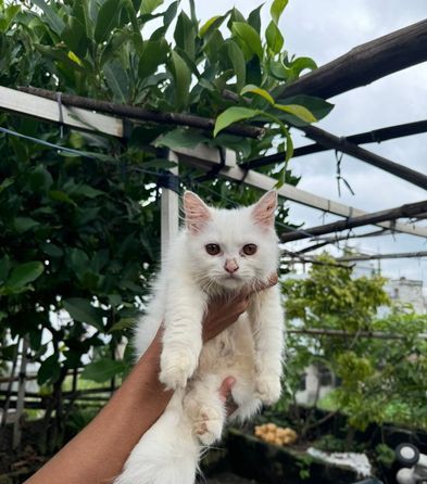 Traditional persian CAT