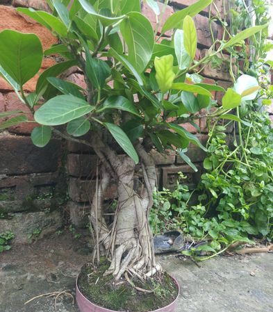 A beautiful bonsai for sale in Khulna Sadar, Khulna