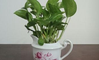 Decorated Money Plant for sale in Wari, Dhaka