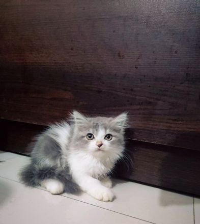 Parsian cat kitten (Traditional) for sale in Mirpur Dhaka