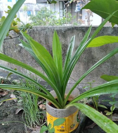 polaw pata gach for sale in Khilgaon, Dhaka