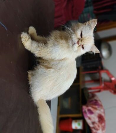 Persian cat for sale in Jatrabari, Dhaka