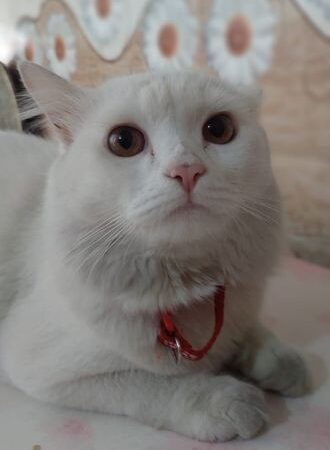 Adult parsian male cat for sale in Motijheel, Dhaka