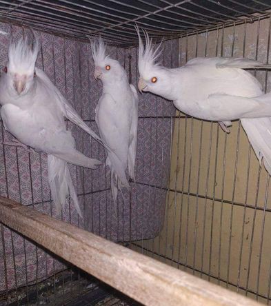 Albino Cockatiel for sale in Oxygen, Chattogram