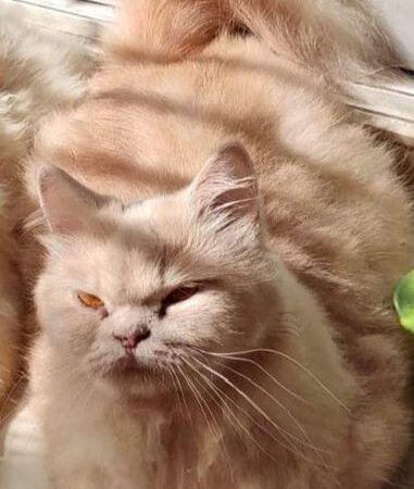 Persian Long coat Adult Female Cat for sale in Mirpur, Dhaka