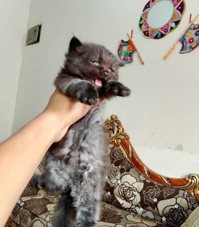 Traditional Persian Male Kitten for sale in Farmgate, Dhaka