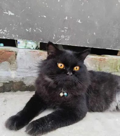 Persian male cat for sale in Khilgaon Dhaka