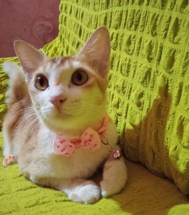 Mixed Breed Female Cat for sale in Elephant Road, Dhaka