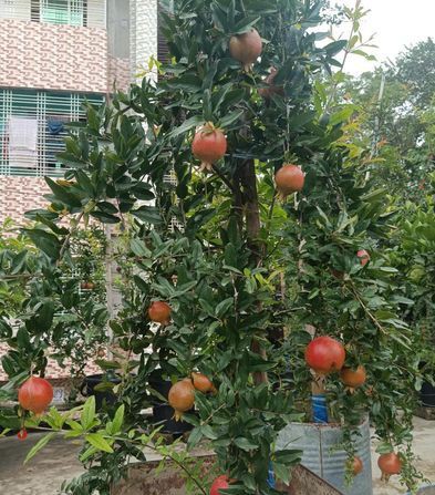 বিদেশি জাতের আনার গাছ অস্ট্রেলিয়ান বিগ বিক্রি হবে গুলশান, ঢাকা