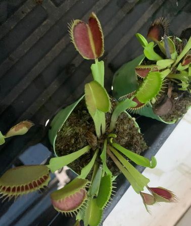 Venus flytrap for sale in Uttara, Dhaka