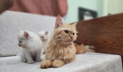 Persian Cat Kitten Male for sale in Khilgaon, Dhaka