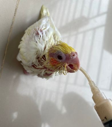 cockatiel Tame Bird for sale in Uttara Dhaka