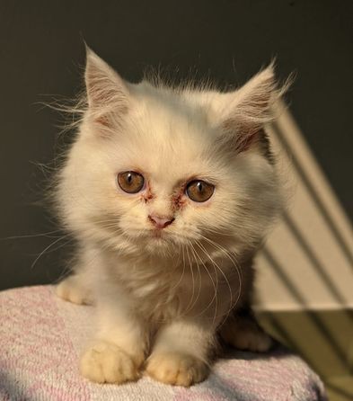 Traditional Yellow Eye and Blue Persian Kitten for sale in Narayanganj, Dhaka Division