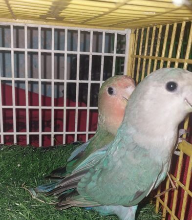 love bird for sell in Patenga, Chattogram