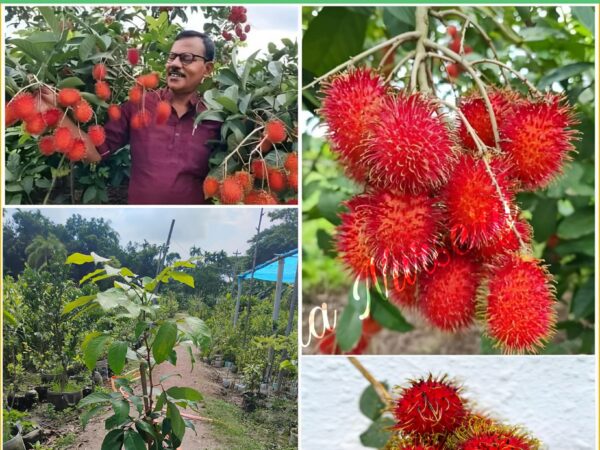 বারোমাসি রামবুটান গাছের কলম চারা বিক্রয় করা হয় “বরেন্দ্র নার্সারি” বানেশ্বর, রাজশাহী।