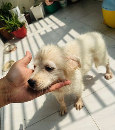 German Spitz for sale in Wari Dhaka