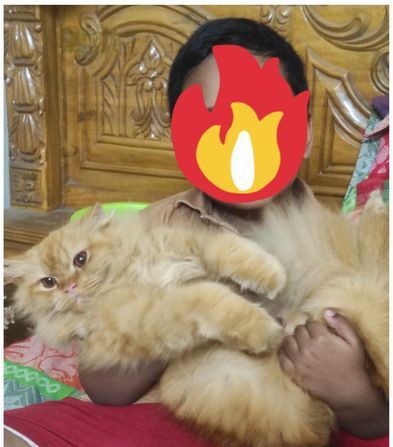 Persian Adult Female for sale in Gazipur, Dhaka Division