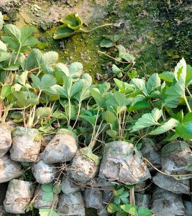 স্ট্রবেরী চারা Strawberry Plant for sale in Uttara Dhaka