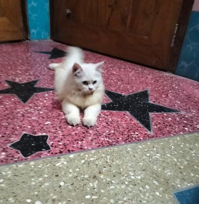 Persian Cat for sale in Khilkhet, Dhaka