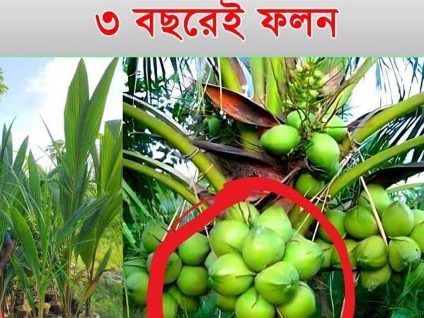 দেশি বিদেশি সকল প্রকার ফল গাছের চারা বিক্রয় করা হয় চারা আদর্শ কৃষি নার্সারী পুঠিয়া, রাজশাহী