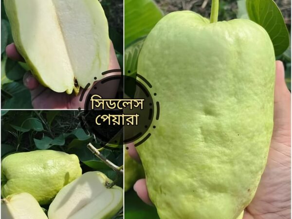 সীডলেস পেয়ারা গাছের কলম চারা বিক্রয় করা হয় বরেন্দ্র নার্সারি বানেশ্বর, রাজশাহী।