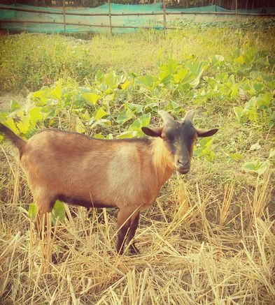 দুইটি বড় জাতের দেশি পাঠা সাগল বিক্রি হবে সাউথ সুরমা, সিলেট