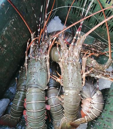 Lobster লবস্টার for sale in Mirpur Dhaka