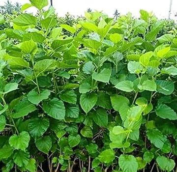 Chiangmai 60 Mulberry tree for sale in Motijheel, Dhaka