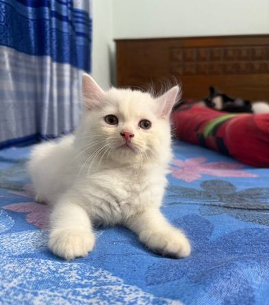 Traditional Pure Persian Male Cat Available for sale in Khulna Sadar, Khulna