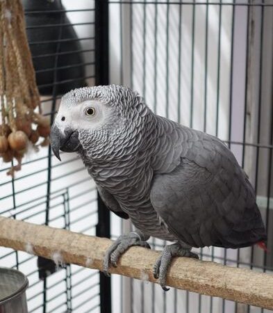 African Gray Parrot for sale in Uttara Dhaka