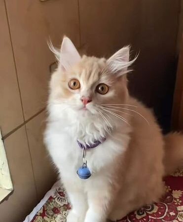 Persian Cat female 5 month for sale in Jatrabari Dhaka