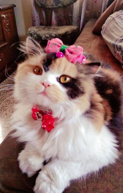 Persian Calico Adult Female Cat for sale in Farmgate, Dhaka