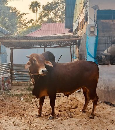 শাহীওয়াল গরু বিক্রি করা হবে গোপালগঞ্জ সিলেট