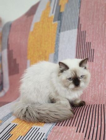 Himalayan Persian Cat for sale in Khilkhet, Dhaka