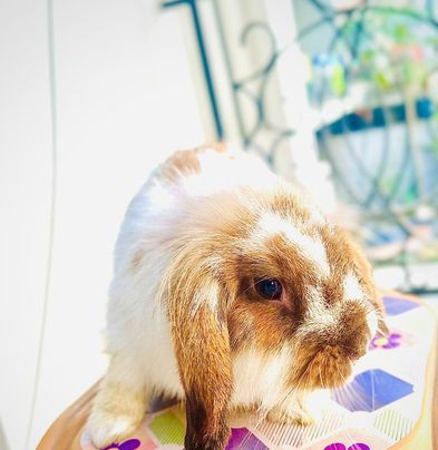 LION LOP Female rabbit *BEST* quality for sale in Bashundhara Dhaka