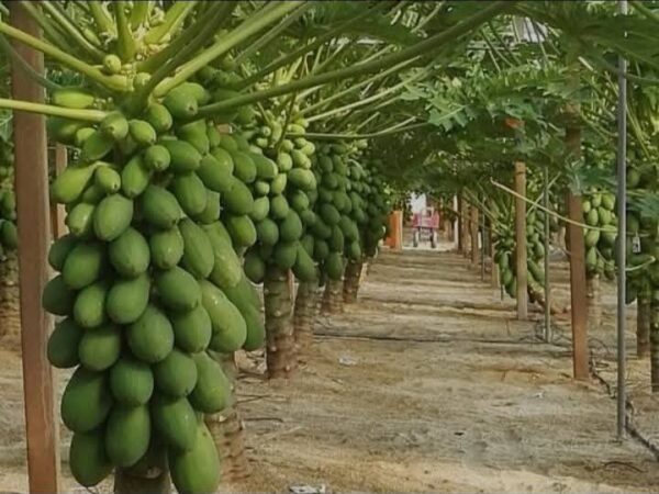 জারা খাটো জাতের উচ্চ ফলনশীল হাইব্রিড পেঁপে চারা নিতে ইচ্ছুক যোগাযোগ করুন বানেশ্বর,রাজশাহী ।