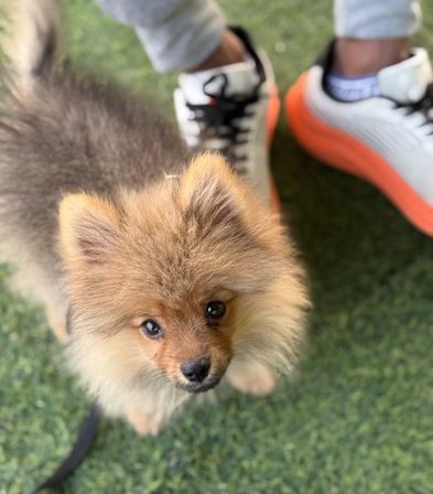 Pomeranian Dog for sale in Khulna sadar Khulna