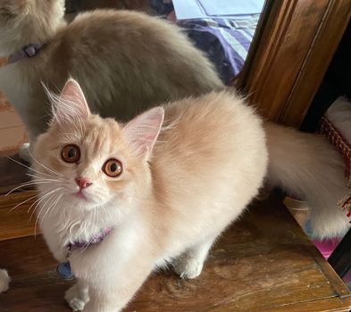 Persian Cat female 5 month for sale in Jatrabari Dhaka