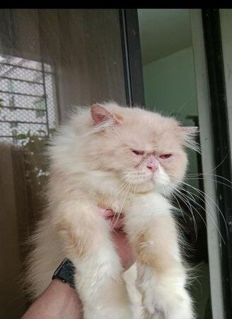 Persian Male Cat for sale in Bogura, Rajshahi Division