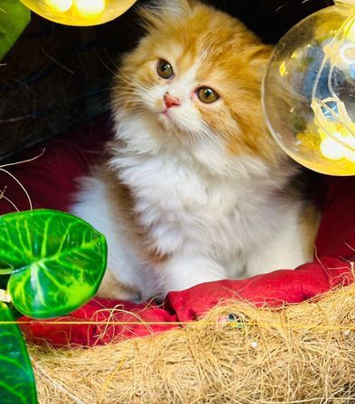 Taditional Persian cat for sale in Banani Dhaka