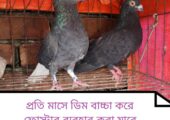 কবুতর বিক্রি হবে