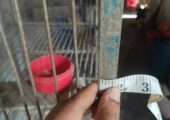 খাঁচাটি বিক্রয় করা হবে