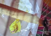 বাজরিগর পাখি বিক্রি হবে।