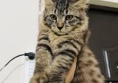 High quality mixed breeds. Cats or sel..