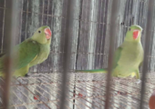 অরজিনাল ইন্ডিয়ান রিং নেট টিয়া পাখি সেল হবে