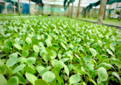 ফুলকপি ও বাঁধাকপির মানসম্মত চারা বিক্রয় করা হয়!